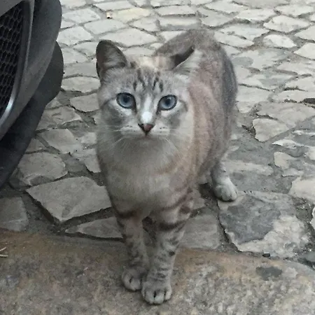 아파트 The Grandparents'house Ii 리스본