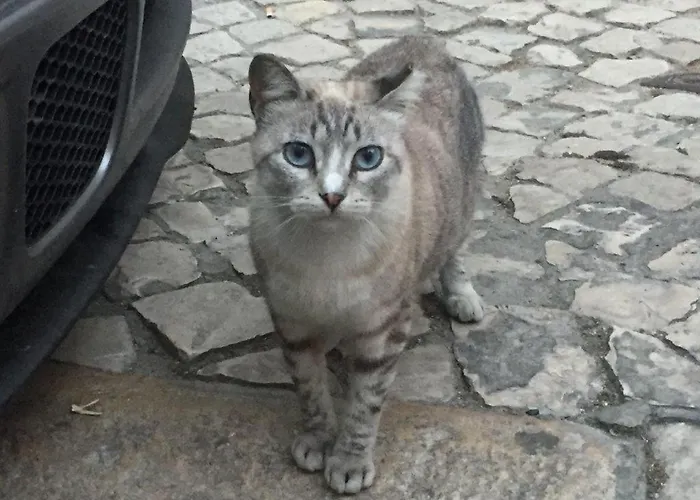 Apartament The Grandparents'house Ii Lizbona